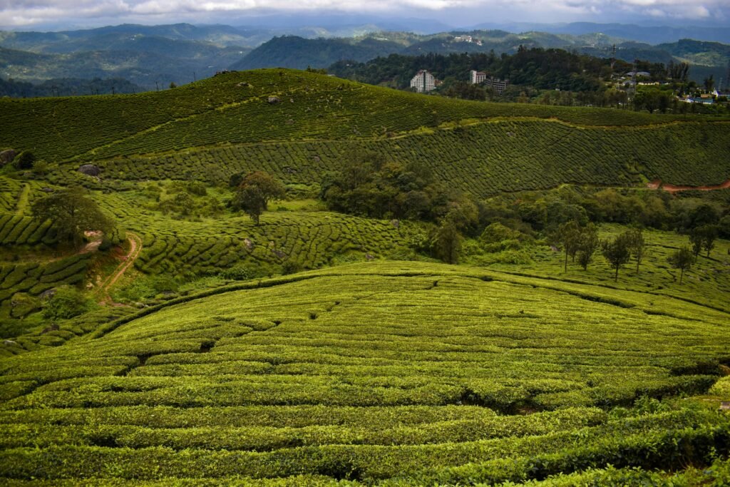 Tea Plantations in Kerala
