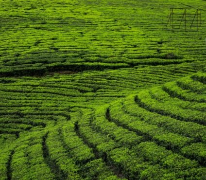 Tea Plantations in Kerala