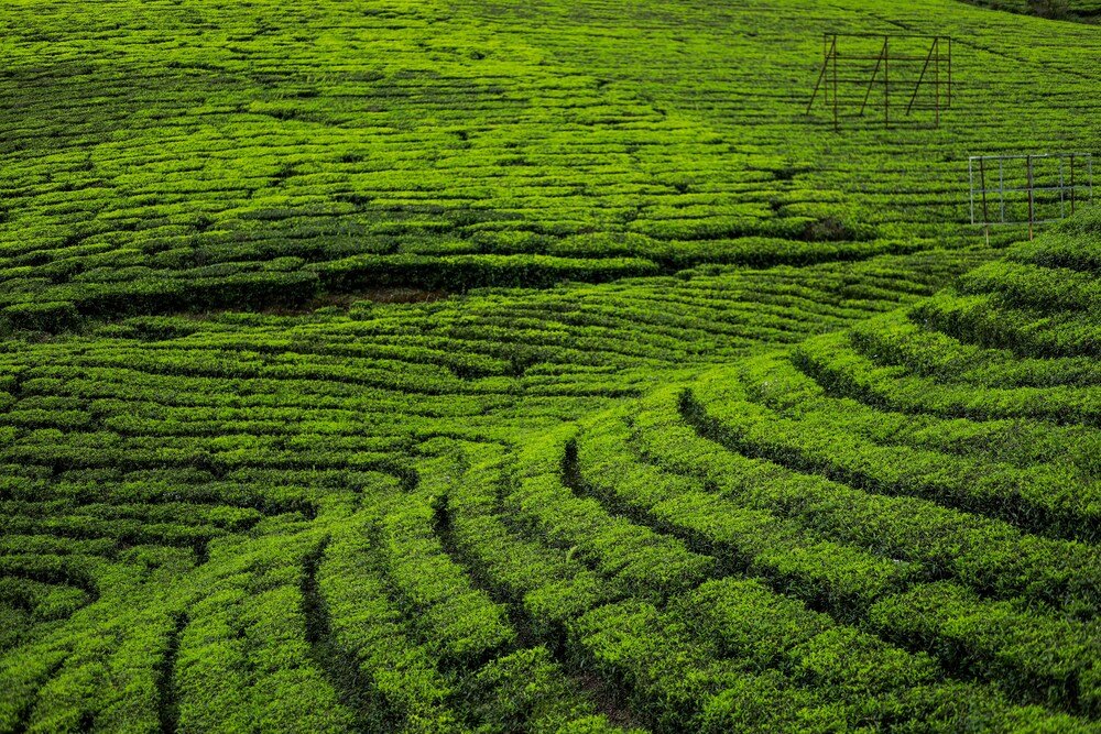 Tea Plantations in Kerala